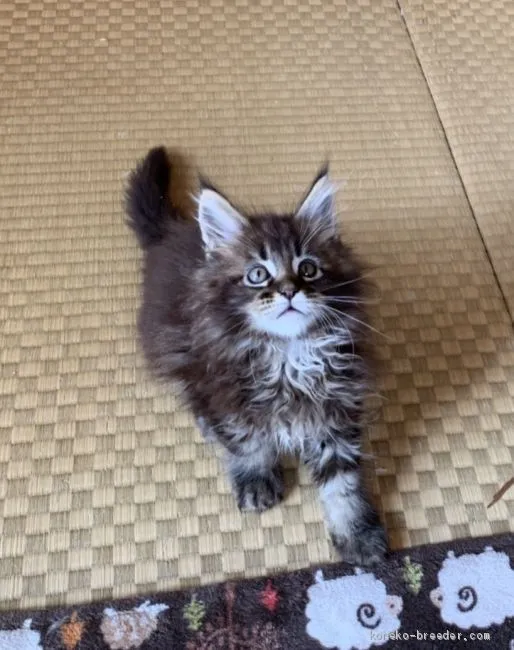 ID:1905-00374の子猫