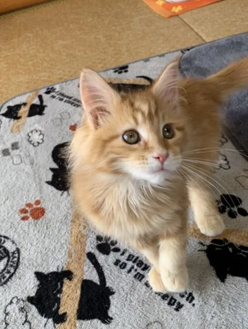 ID:2203-00124の子猫
