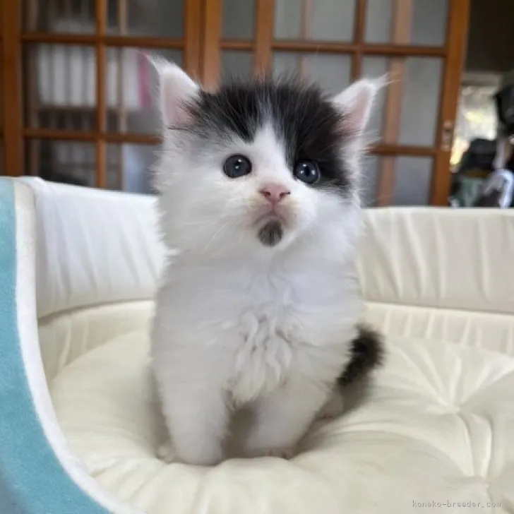 I.O 様のお迎えした子猫