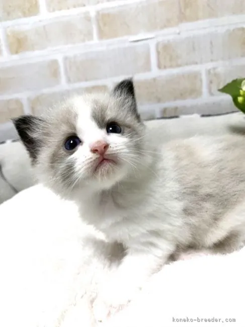 ID:2112-01087の子猫