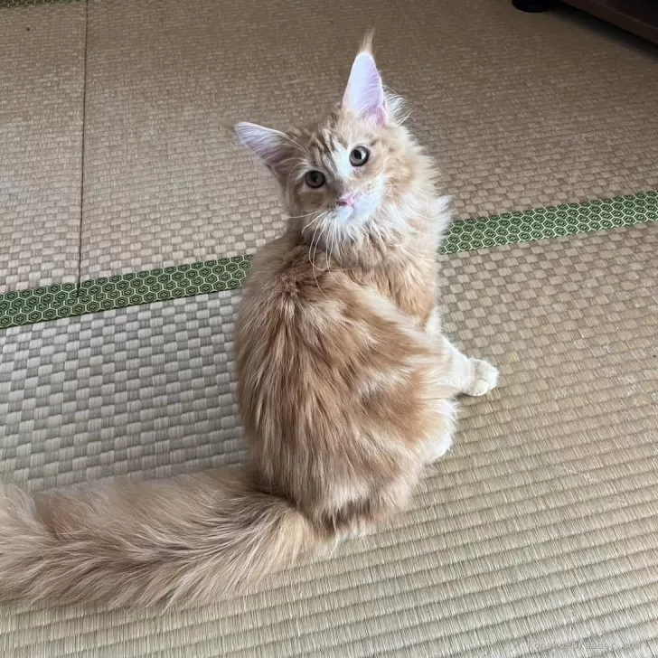 ID:2404-01996の子猫