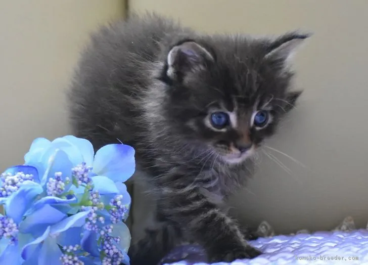 haru 様のお迎えした子猫