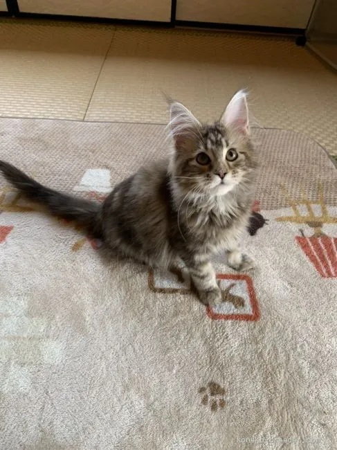 ID：2005-00152の子猫