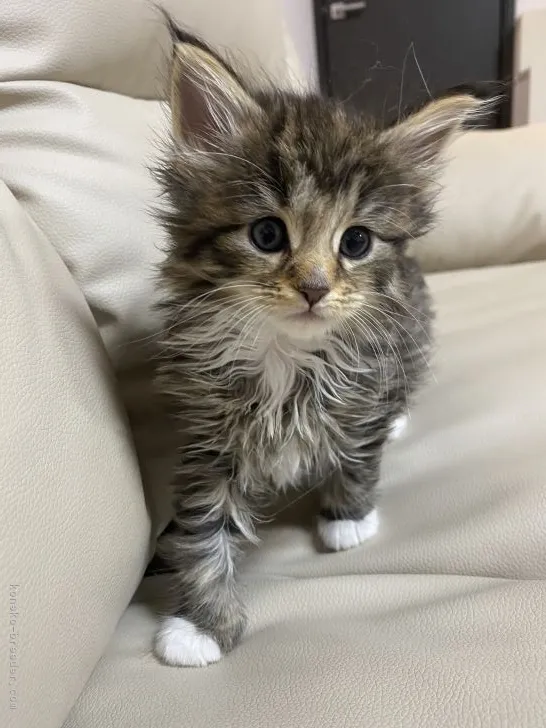 ID：2104-01001の子猫