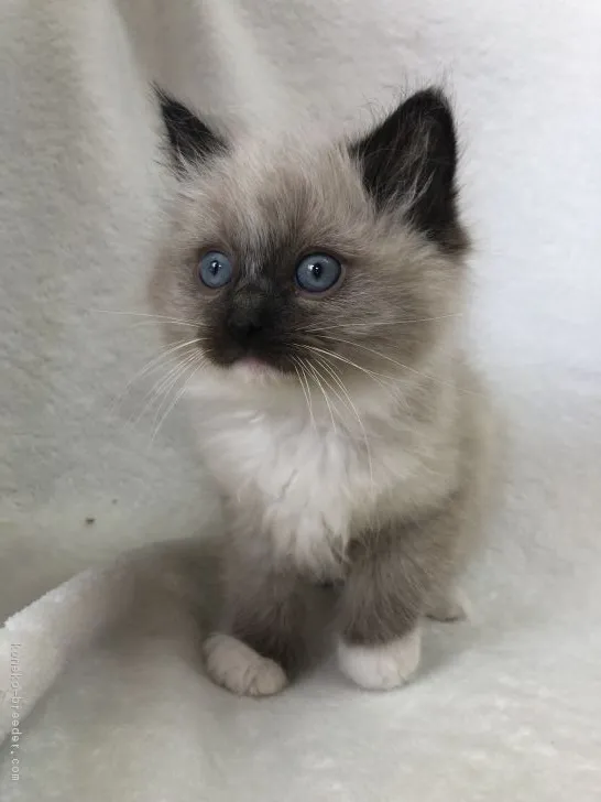 ID：1901-01404の子猫