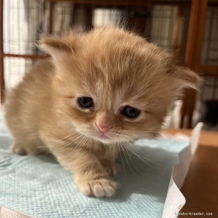 K.Y 様のお迎えした子猫