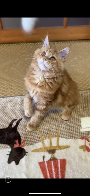 ID：1910-01175の子猫