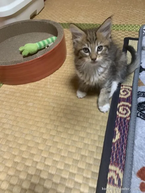 ID：2010-00017の子猫