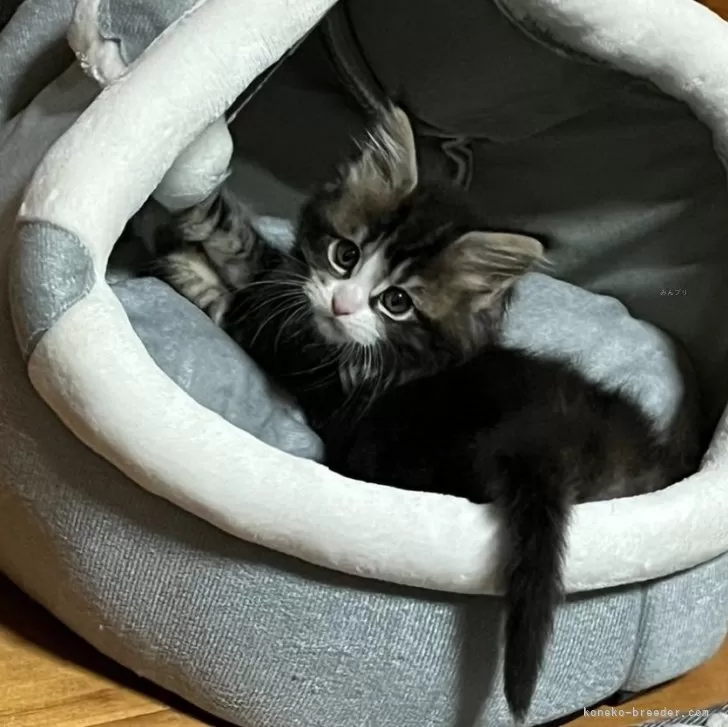 ID:2404-01993の子猫