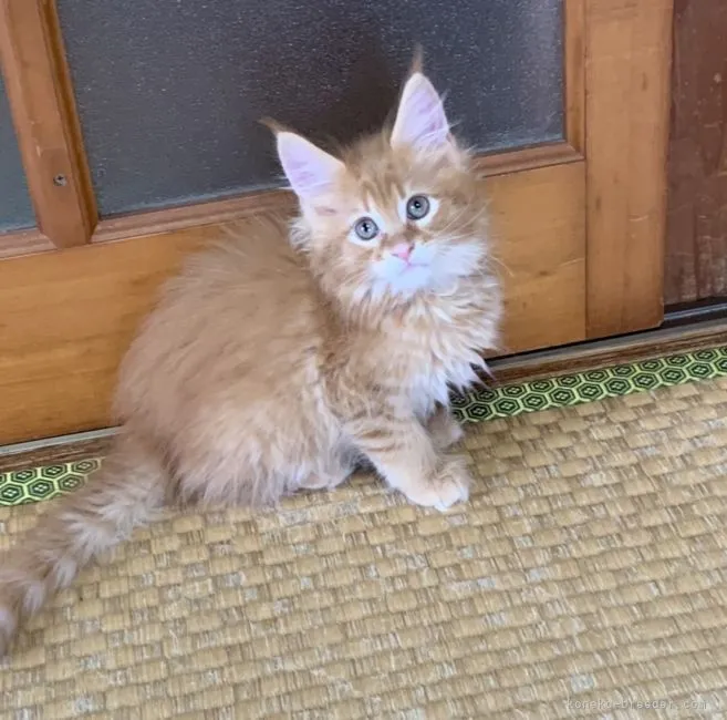 ID:2105-01997の子猫