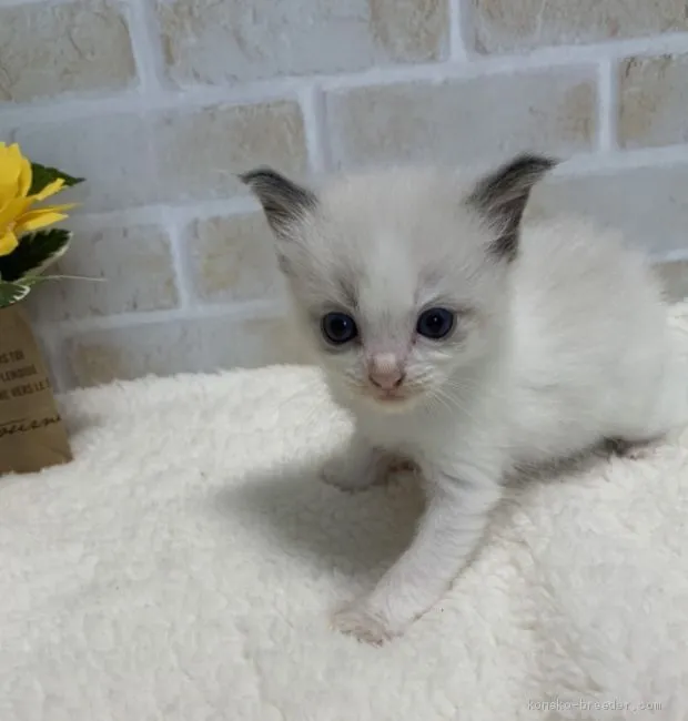 ID:2008-00111の子猫