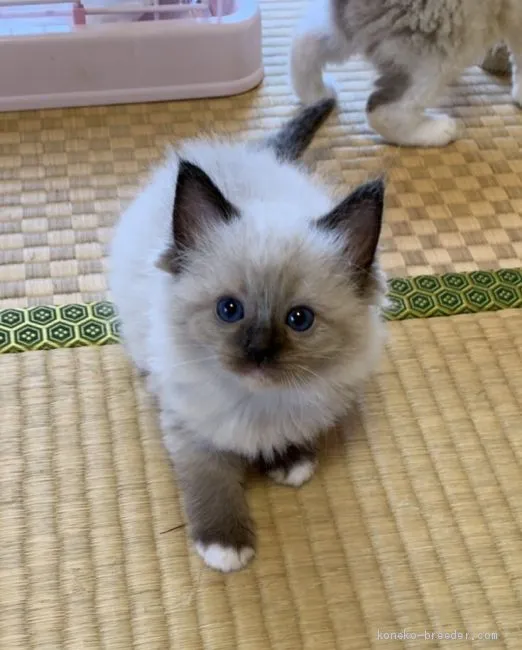 パウダー親 様のお迎えした子猫