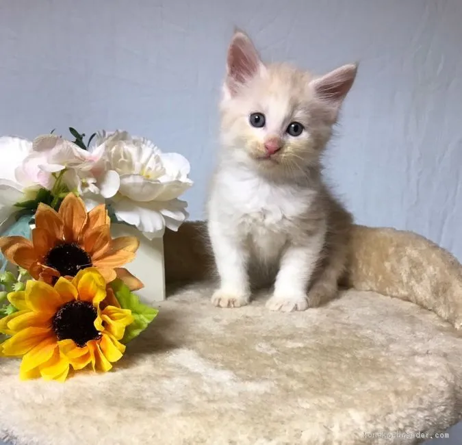 ねこにん 様のお迎えした子猫