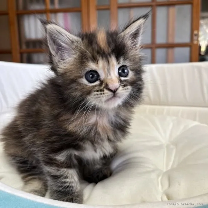 R.T 様のお迎えした子猫