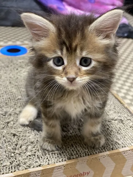 ID：2105-01996の子猫