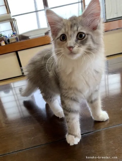 ID:2107-02046の子猫