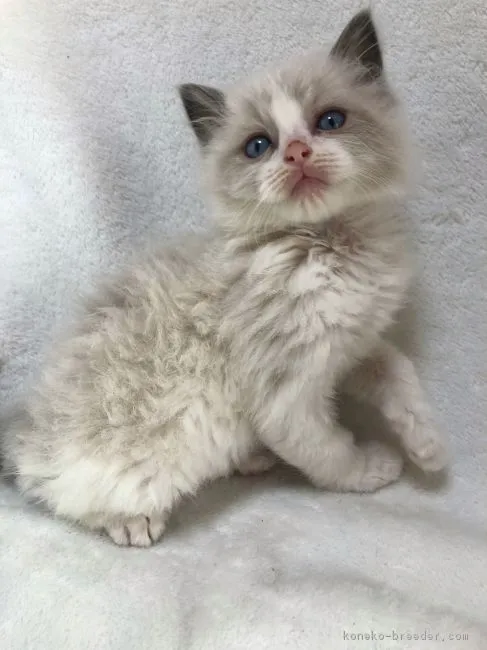 みけ 様のお迎えした子猫