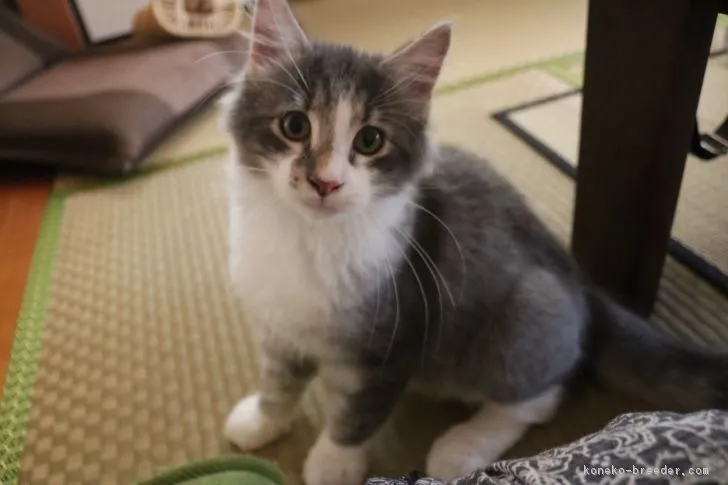 ID：1809-00873の子猫