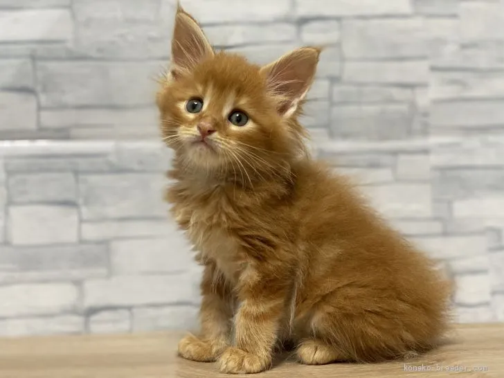 ID：2006-00117の子猫