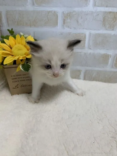 ID:2008-00110の子猫