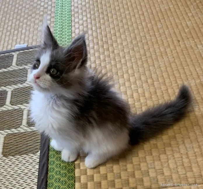 ID：2106-02581の子猫