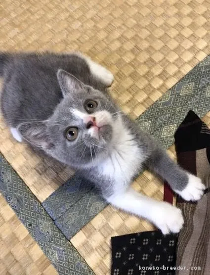 ID：1707-00099の子猫