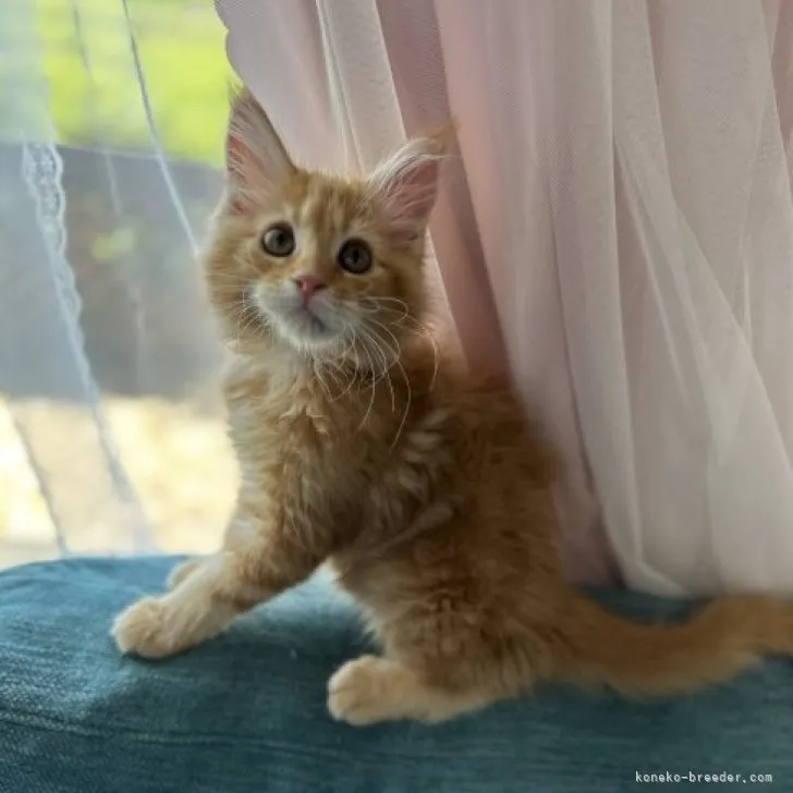 ID：2306-02146の子猫