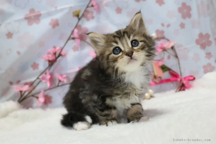 ID：1802-00111の子猫