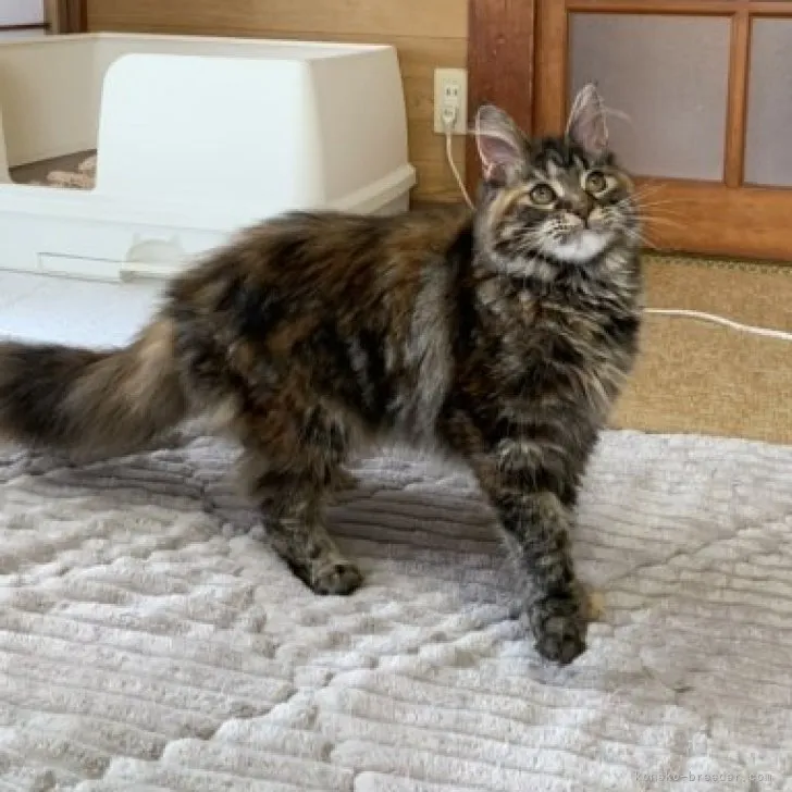 ID:2212-00464の子猫