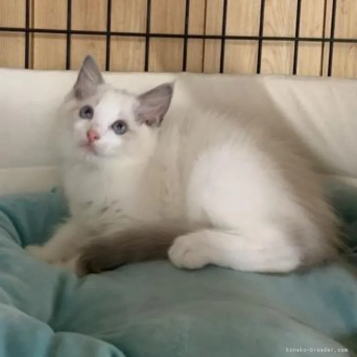 ID:2209-01583の子猫