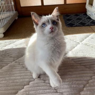 ラグドール【茨城県・男の子・2022年7月25日・ブルーポイントバイカラー】の写真「綺麗なお顔立ちの兄弟です！！」