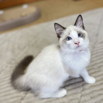 ラグドール【茨城県・男の子・2024年7月14日・シールポイントバイカラー】の写真「人懐っこい美形兄弟です！」
