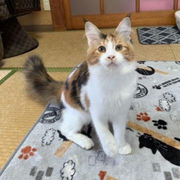 メインクーン【茨城県・女の子・2022年4月12日・ブラウンパッチドタビー&ホワイト】の写真「均整のとれた綺麗なカラーです！！」