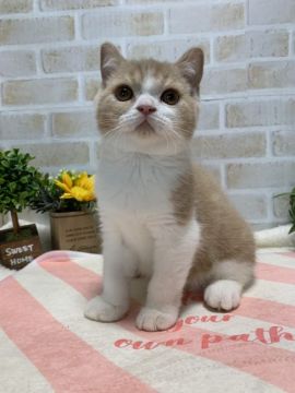 ブリティッシュショートヘア【茨城県・男の子・2019年4月20日・クリームタビー&ホワイト】の写真「おっきなおめめでむっちむちです!!」
