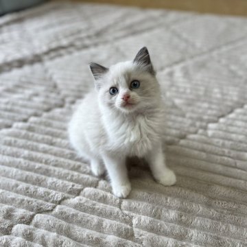 ラグドール【茨城県・男の子・2024年3月2日・ブルーポイントバイカラー】の写真「めちゃかわ3兄妹！」