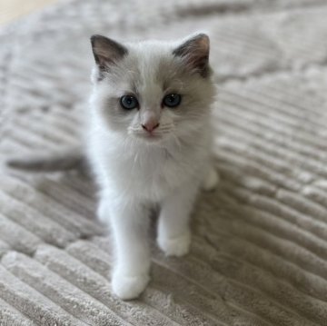 ラグドール【茨城県・男の子・2024年3月2日・ブルーポイントバイカラー】の写真「かわいい3兄妹!! イケメン長男です！」
