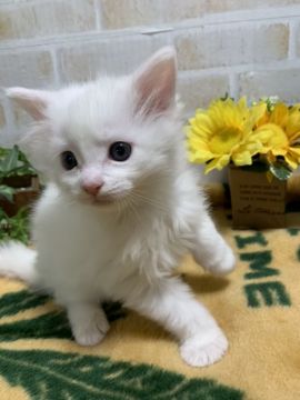 メインクーン【茨城県・男の子・2020年1月4日・ホワイトソリッド】の写真「ホワイトソリッドの兄弟！！」
