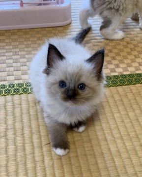 ラグドール【茨城県・女の子・2019年5月12日・シールポイントミテッド】の写真「むちむちふわふわです😊」