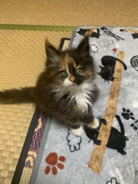 メインクーン【茨城県・女の子・2020年9月18日・キャリコ】の写真「おっとり優しい女の子です！！」