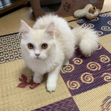 ミヌエット(長足)【茨城県・男の子・2023年4月15日・カメオ】の写真「とっても甘えんぼです！」