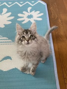 メインクーン【茨城県・女の子・2020年12月20日・シルバーマッカレルタビー】の写真「ふわっふわの甘えんぼさんです！」