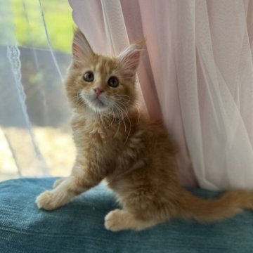 メインクーン【茨城県・男の子・2023年4月10日・レッドタビー】の写真「お顔も性格もとびっきり可愛いです！！」
