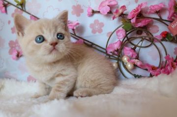 ブリティッシュショートヘア【茨城県・男の子・2018年1月2日・クリームタビー】の写真「一人っ子のむちむち君です(*´∀｀)」