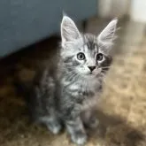 メインクーン【茨城県・男の子・2023年5月7日・シルバークラシックタビー】の写真1「2023-07-08撮影」