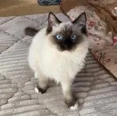 ラグドール【茨城県・女の子・2022年8月1日・シールポイントミテッド】の写真1「2022/12/26撮影」