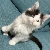 メインクーン【茨城県・女の子・2022年11月30日・ブラック&ホワイト】の写真1「2023/01/26」