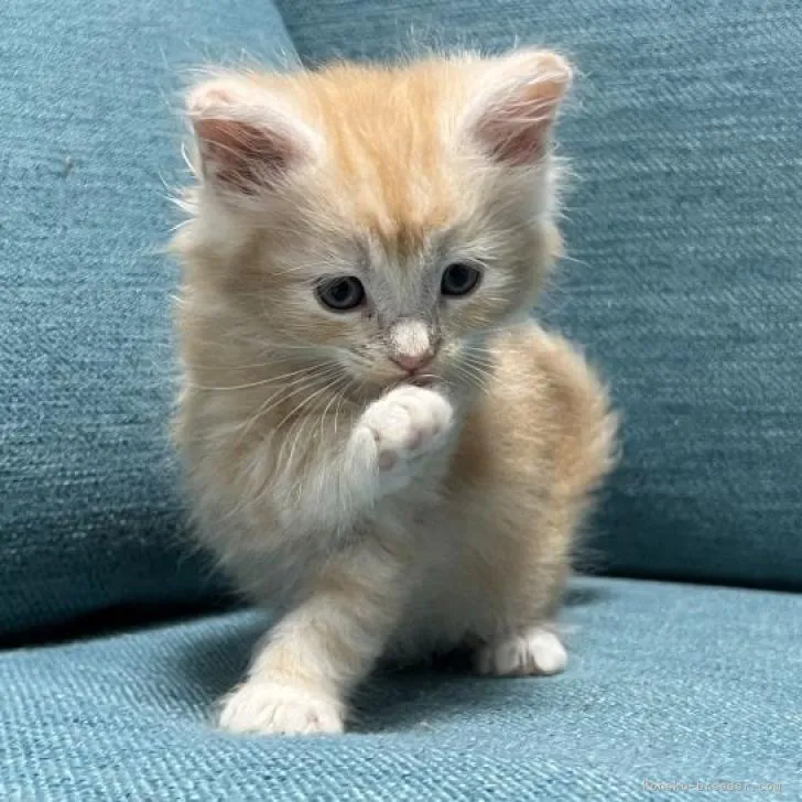 ID:2211-02599の子猫