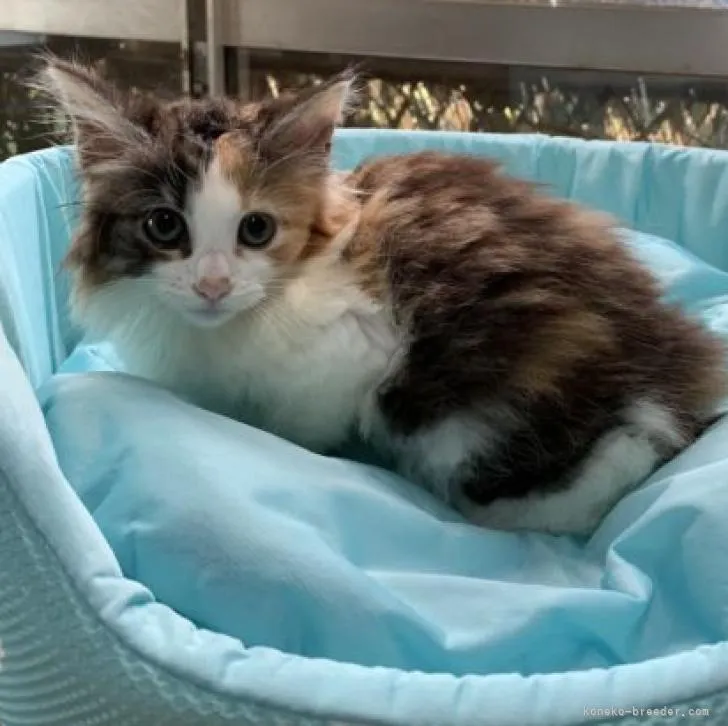 ID：2208-02143の子猫