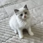 ラグドール【茨城県・男の子・2024年3月2日・ブルーポイントバイカラー】の写真3