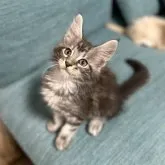 メインクーン【茨城県・男の子・2023年5月7日・シルバークラシックタビー】の写真3